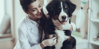 Prevenir a hemoparasitoses é essencial para a saúde dos pets