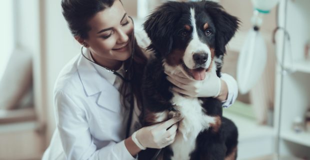 Prevenir a hemoparasitoses é essencial para a saúde dos pets