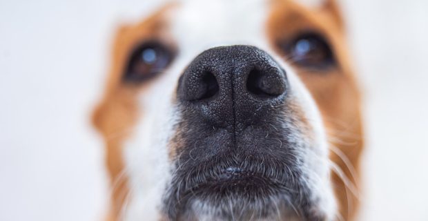 focinho de cachorro