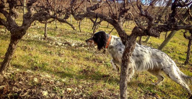 Cães farejadores detectam pragas em vinhedos