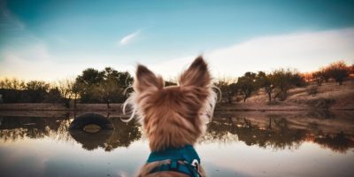 Tutores podem deixar suas heranças aos animais de companhia?