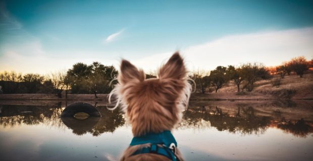 Tutores podem deixar suas heranças aos animais de companhia?