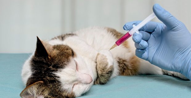 gato tomando medicamento
