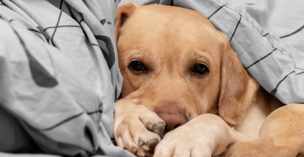 Pesquisa apresenta as neoplasias mais prevalentes nos animais de companhia