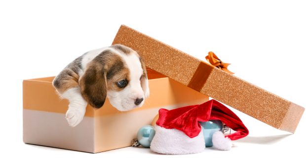 Royal Canin destaca a importância do planejamento antes de ter um pet