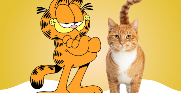 garfield