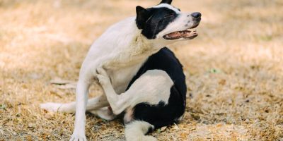 Coceira excessiva do seu cão precisa de atenção