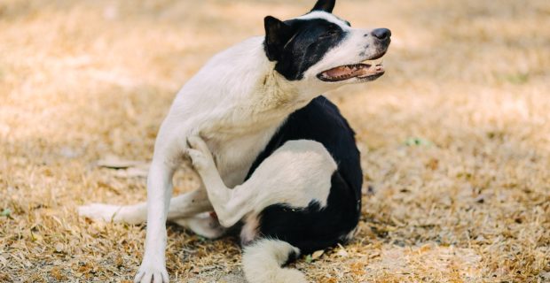 Coceira excessiva do seu cão precisa de atenção