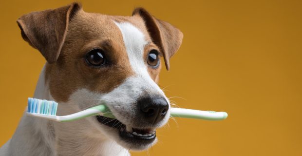 cachorro escova dente