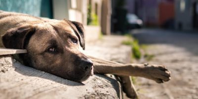 Lei que assegura punições mais severas contra maus-tratos de animais é sancionada em SC