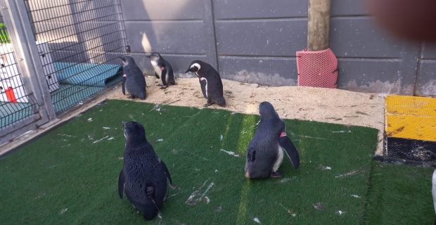 pinguim