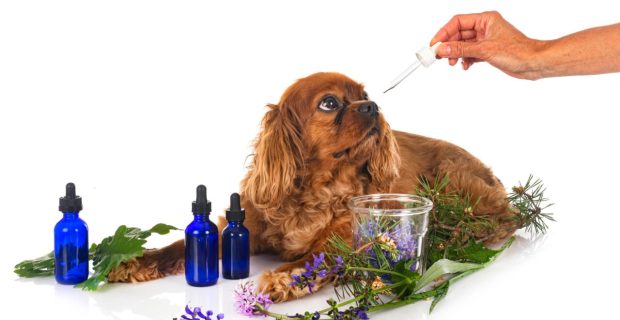 homeopatia
