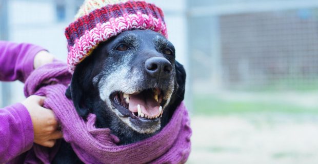 cachorro com frio