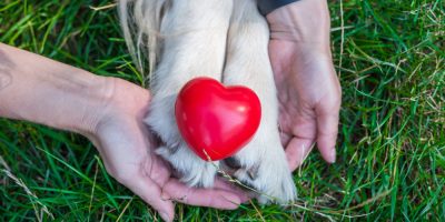 pata cachorro com coração em cima e duas mãos ao redor