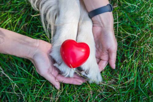 pata cachorro com coração em cima e duas mãos ao redor