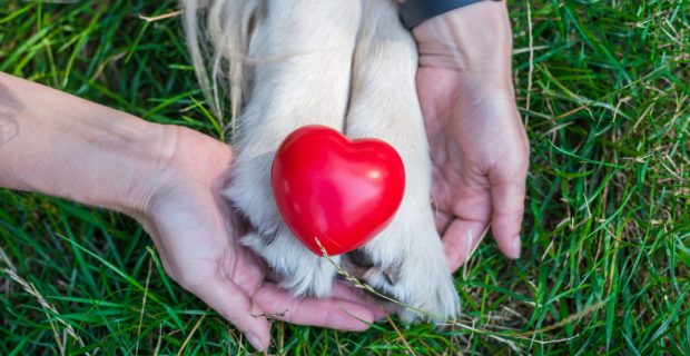 pata cachorro com coração em cima e duas mãos ao redor