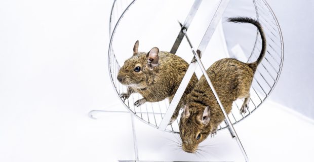 ratos