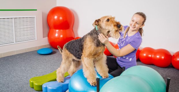 Fisioterapia pode ser uma grande aliada na recuperação dos pets