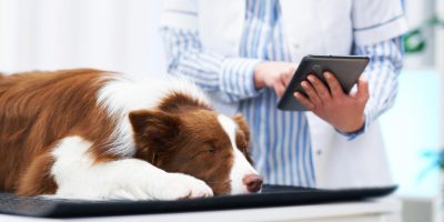 Doença do carrapato: Quais os principais riscos para os pets? 