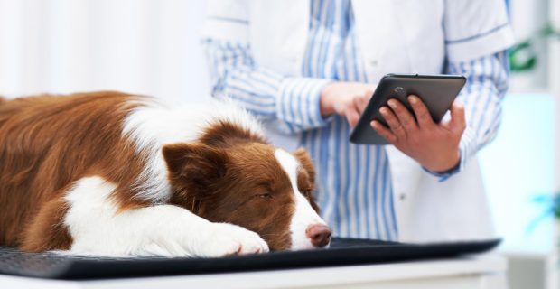 Será que cães podem convulsionar?