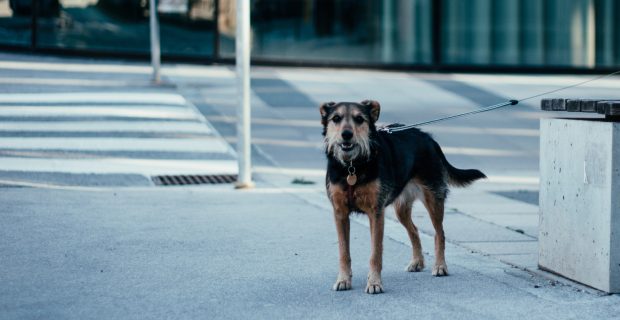 OAB-GO promove Campanha de combate ao abandono de animais