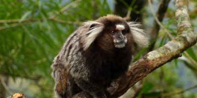 Morte por raiva humana alerta para os riscos de interação com saguis