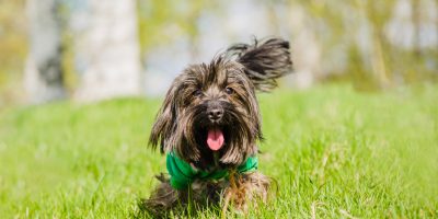 Pulgas podem desencadear reações alérgicas e parasitismo intestinal nos cães e gatos