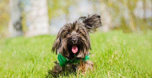 Pulgas podem desencadear reações alérgicas e parasitismo intestinal nos cães e gatos