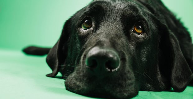 cachorro e ansiedade