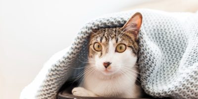 Gatos carregam curiosidades interessantes sobre sua história e existência