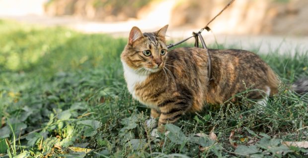 gato passeando