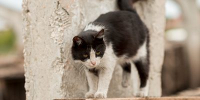 Um olhar para os gatos de rua na perspectiva da “Saúde Única”