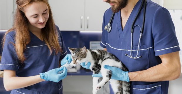 veterinários