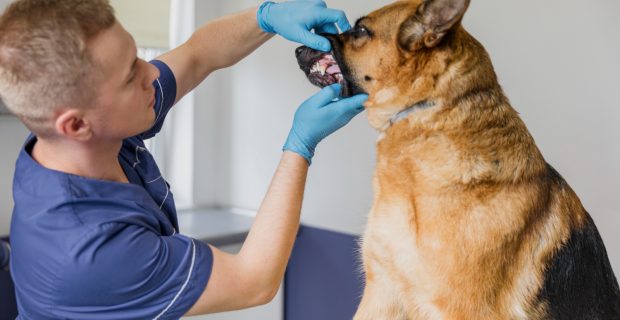 foto-estomatologia