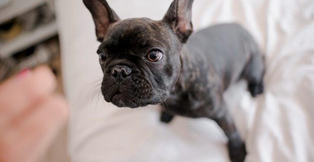 cachorro ansioso
