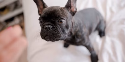 Animais podem compartilhar traços de neurodivergência com humanos, indicam cientistas