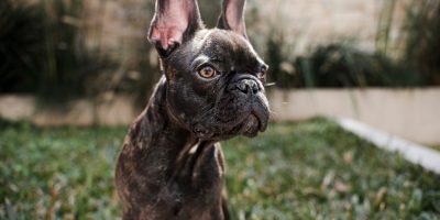 bulldog francês