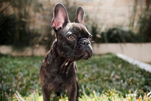 bulldog francês