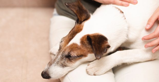 atenção as doenças renais em pets