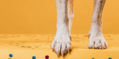 cuidado com as patas dos cães