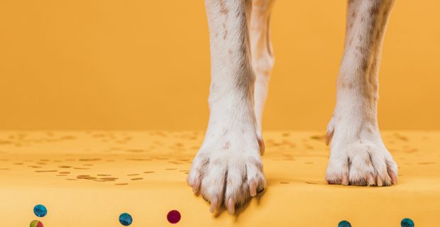 cuidado com as patas dos cães