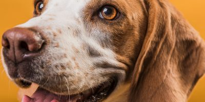 Dia da Saúde Ocular: Médicos-veterinários esclarecem cuidados e curiosidades sobre a visão dos pets