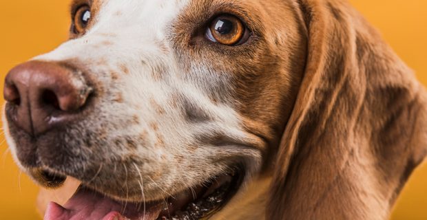 Dia da Saúde Ocular: Médicos-veterinários esclarecem cuidados e curiosidades sobre a visão dos pets
