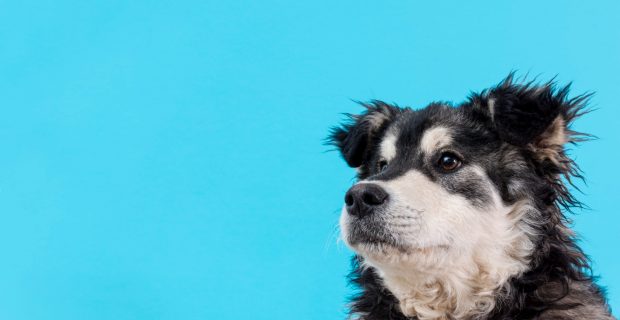Veterinária esclarece dúvidas sobre doenças da próstata em pets