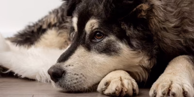 Muito além do rótulo: a importância do diagnóstico adequado na saúde mental pet