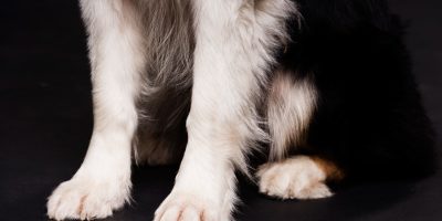 Altas temperaturas pedem atenção às patas dos cães