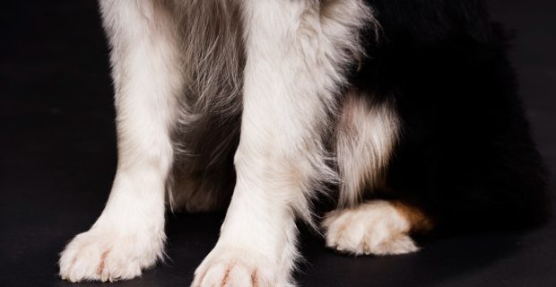 Altas temperaturas pedem atenção às patas dos cães