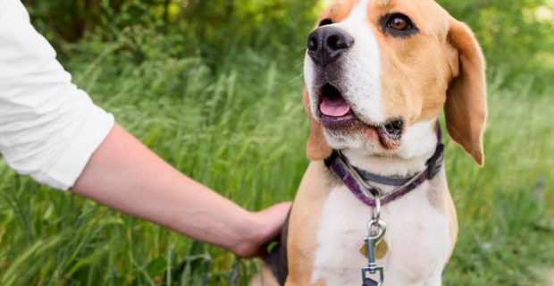 Entender a ansiedade canina é a chave para a solução do problema