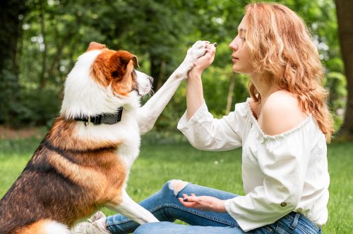 tutora com cão em gramado