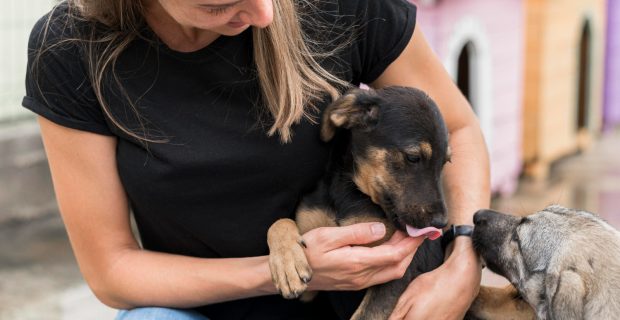 Minas Shopping promove adoção de pets em fevereiro